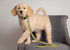 Pets First Collegiate Pet Accessories, Dog Leash, West Virginia Mountaineers, Large...