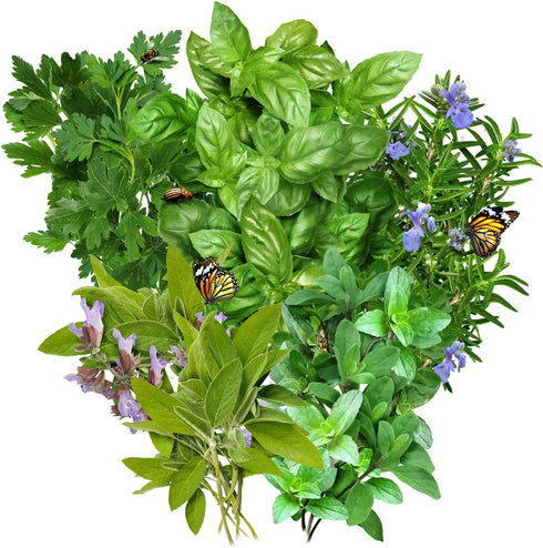 Seed Needs, Italian Herb Seed Packet Collection (5 Individual Seed Varieties for Planting) Non-GMO & Untreated - Oregano, Basil, Rosemary, Sage an...
