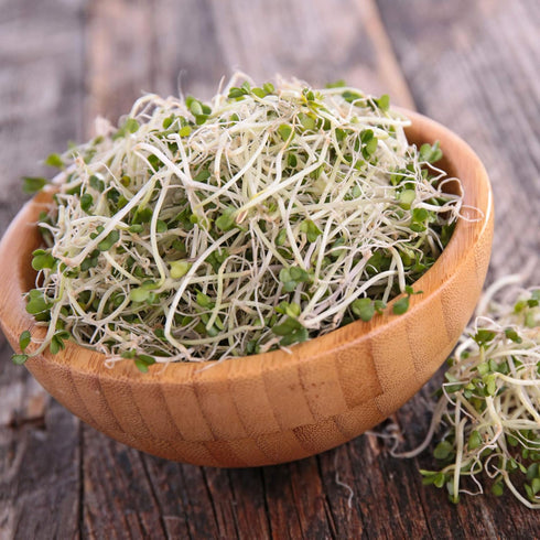 Organic Broccoli Sprouting Seeds by Handy Pantry | 4 oz. Resealable Bag | Non-GMO Broccoli Sprouts Seeds, Contain Sulforaphane...