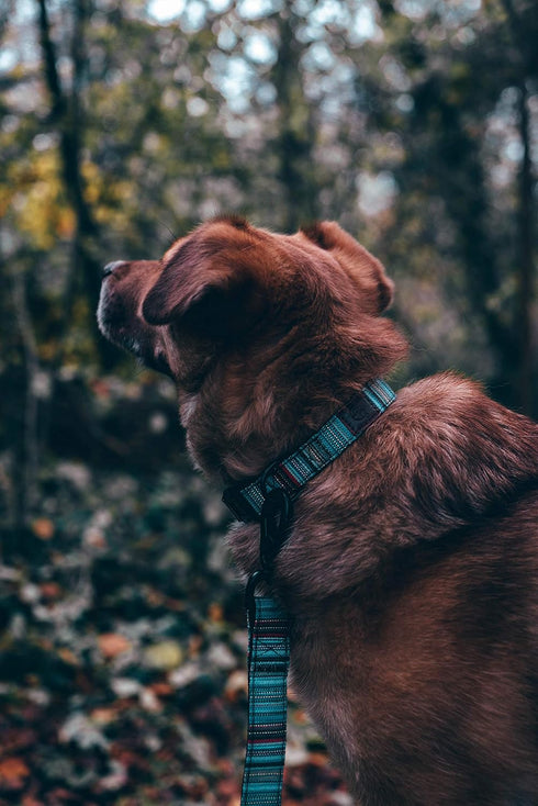 Embark Urban Dog Leashes - Colorful, Strong and Sturdy Nylon Dog Leashes for Small Dogs, Dog Leashes Medium Dogs and Dog Leashes Large Breed Dogs,...
