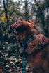 Embark Urban Dog Leashes - Colorful, Strong and Sturdy Nylon Dog Leashes for Small Dogs, Dog Leashes Medium Dogs and Dog Leashes Large Breed Dogs,...