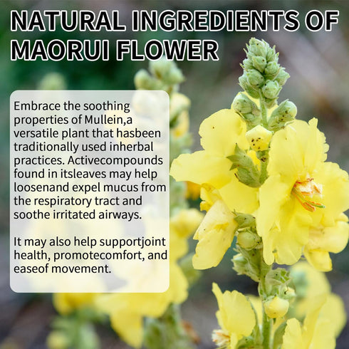 Mullein Drops for Lungs - Non-GMO Mullein Leaf Extract with Chlorophyll for Lung and Respiratory Support...