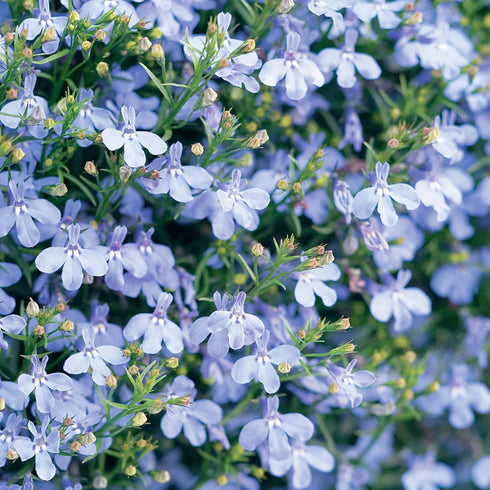 200Pcs Blue Splash Lobelia Seeds Lobelia Erinus Non-GMO Hanging Baskets Window Boxes & Ground Cover Rock Garden by YEGAOL Garden...