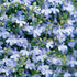 200Pcs Blue Splash Lobelia Seeds Lobelia Erinus Non-GMO Hanging Baskets Window Boxes & Ground Cover Rock Garden by YEGAOL Garden...