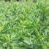 Jovvily Mugwort Leaf Cut and Sifted - 4 oz - Herbal Tea - No Additives...