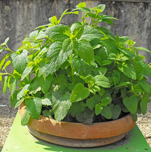 CHUXAY GARDEN Melissa Officinalis Seed 300 Seeds Perennial Herb Plant Lemon Balm Edible Seasoning Culinary Plants Robust Flavor Highly Fragrant Gr...