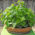 CHUXAY GARDEN Melissa Officinalis Seed 300 Seeds Perennial Herb Plant Lemon Balm Edible Seasoning Culinary Plants Robust Flavor Highly Fragrant Gr...