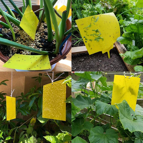 20-Pack Dual-Sided Yellow Sticky Traps for Flying Plant Insect Such as Fungus Gnats, Whiteflies, Aphids, Leafminers, etc (6x8 Inches, Included 20p...