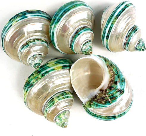 5PC Green Turbo Banded Shells,Hermit Crab Shell &Turbo Shells Hermit Crab Supplies for Decor 1.5"~ 2" Inch...