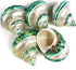 5PC Green Turbo Banded Shells,Hermit Crab Shell &Turbo Shells Hermit Crab Supplies for Decor 1.5"~ 2" Inch...