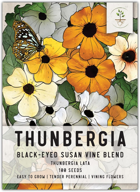 Seed Needs, Black-Eyed Susan Vine Seeds - 100 Heirloom Seeds for Planting Thunbergia alata - Annual Vining Flowers to Cover a Fence or Trellis (1 ...