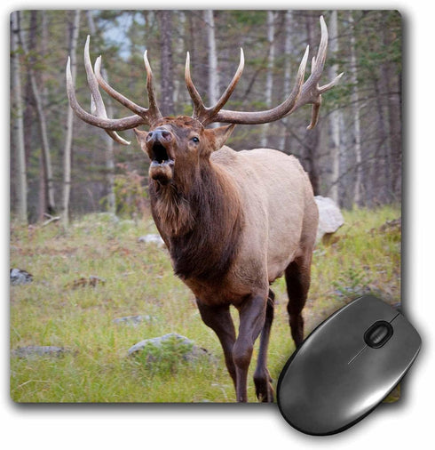 Canada, Alberta, Jasper NP. Bull elk bugling. - Mouse Pad, 8 by 8 inches (mp_188400_1)...