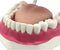 Dental Teeth Care Model with Toothbrush,32 Teeth,Kouber Human Anatomical Model,4"x 5" x 7"...