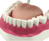 Dental Teeth Care Model with Toothbrush,32 Teeth,Kouber Human Anatomical Model,4"x 5" x 7"...