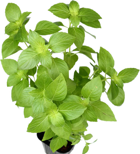 Lemon Basil Seeds For Planting - Lemon Scent Basil, Thai Lemon Basil, Lao Basil, Hoary Basil, Ocimum Basilicum - Approx 1 Gram - by RDR Seeds...