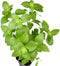 Lemon Basil Seeds For Planting - Lemon Scent Basil, Thai Lemon Basil, Lao Basil, Hoary Basil, Ocimum Basilicum - Approx 1 Gram - by RDR Seeds...
