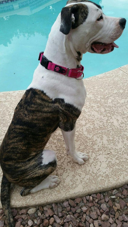 Max and Neo Nylon Martingale Collar - We Donate a Collar to a Dog Rescue for Every Collar Sold (SMALL, RED)...