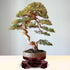 PATIKIL Planter Display Stand, 6.7 Inch Dia Round Bonsai Stand Imitation Wood Style Rotatable Home Decor Display for Table Lamp Teapot Base...