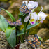 Safari Ltd. Monarch Butterfly Figurine - Realistic 4.5" Insect Figure - Educational Toy for Boys, Girls, and Kids Ages 3+...