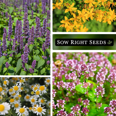 Sow Right Seeds - Medicinal Herb Seed Collection for Planting - Roman Chamomile, Echinacea, Lavender, St. John’s Wort & Hyssop - Non-GMO Heirloom ...