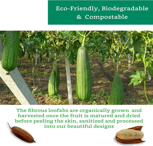 Natural Loofah Exfoliating Sponge (4 Pack) - Biodegradable Loofa Body Scrubber - Loofah Sponge - Loofah Exfoliating Body Scrubber - Organic Loofah...