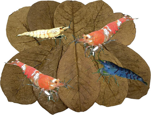 Awesome Aquatic Shrimp Leaves 10 4"-6" Premium Catappa Indian Almond Leaves Natural Habitat Tannin Producing Natural Food Improves Immunity Easy t...