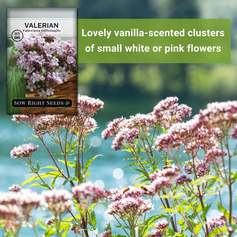 Sow Right Seeds - Valerian Seeds for Planting - Non-GMO Heirloom Packet with Instructions to Plant an Outdoor Herb Garden - Fragrant with Medicina...