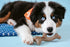 Nylabone Dog, Puppy Gourmet Style Strong Chew Toy Wishbone Peanut Butter Small/Regular (1 Count)...