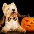 Halloween Dog Collar with Bow tie, Ghost and Pumpkin Holiday Pet Collar for Small Medium Large Dog Puppies...