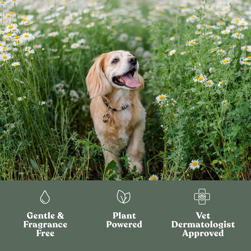 Dandylion Clean Paws | No-Rinse Foaming Cleanser | Gentle, Fragrance-Free, and pH Balanced to Provide a deep Clean Safe for All Dogs | 5fl oz. Bot...