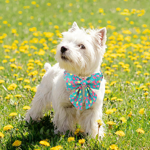 Unique Style Paws Dog Collar with Bowtie, Cute Flamingo Dog Collars Adjustable Puppy Collar for Small,Medium,Large Dogs...