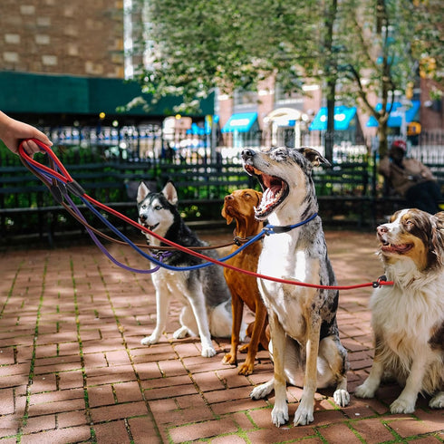 5pcs Slip Lead Dog Leash,Strong Nylon Rope Leash,Training Leash for Large Medium and Small Dogs...