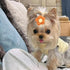 PET SHOW 10Pairs/Pack Flower Dog Hair Bows for Small Medium Dogs Yorkie Girl Boy Flower Bows with Rubber Band Doggies Cat Grooming Hair Accessorie...