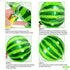 KatchOn, Big 22 Inch Watermelon Balloons - Pack of 6 | One In A Melon Party Decorations | 4D Round Watermelon Mylar Balloon, Watermelon Decoration...