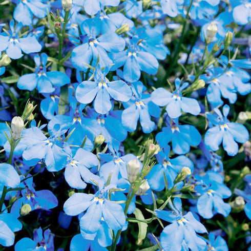 200Pcs Blue Splash Lobelia Seeds Lobelia Erinus Non-GMO Hanging Baskets Window Boxes & Ground Cover Rock Garden by YEGAOL Garden...