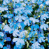 200Pcs Blue Splash Lobelia Seeds Lobelia Erinus Non-GMO Hanging Baskets Window Boxes & Ground Cover Rock Garden by YEGAOL Garden...