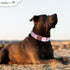 Pink with Rose Gold - Premium Nylon Dog Collar with Metal Buckle - Vibrant Colors and Beautiful Designs - Adjustable Collars for Small Medium Larg...