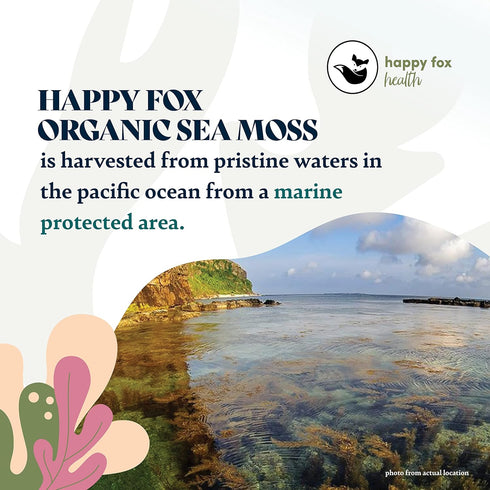 HAPPY FOX Organic Sea Moss Raw Gold - Makes 75oz of Seamoss Gel Rich in Vitamins & Minerals, Certified Non-GMO, Wildcrafted, Sundried Superfood - ...