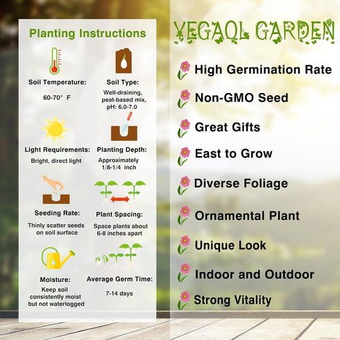 200Pcs Blue Splash Lobelia Seeds Lobelia Erinus Non-GMO Hanging Baskets Window Boxes & Ground Cover Rock Garden by YEGAOL Garden...