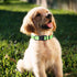 Mile High Life | Nylon Night Light Glow Collar for Medium Dogs | Reflective Band Cat Collar | Fluorescence self-Luminescence Strap Puppy Collar | ...