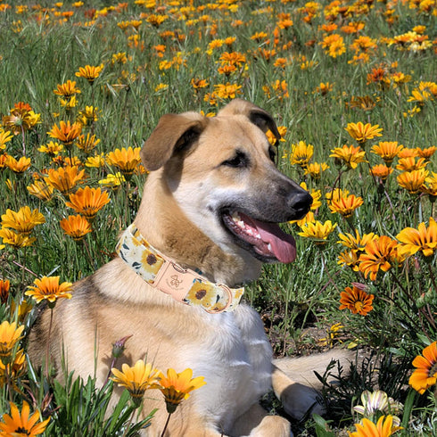 Elegant little tail Dog Collar, Sunflower Pattern Pet Collar Durable Cute Dog Collars Summer Fall Female Pet Gift Adjustable Dog Collar for Large ...