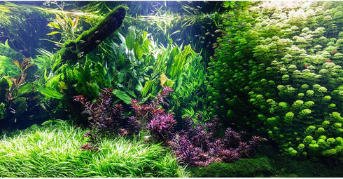 Aquarium Background Underwater Ocean Fish Coral Reef Roots Terrarium Background Tropical Scenery Aquatic Plants Jungle Style Aquarium Backdrop Fis...
