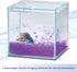 Aqueon Pure Betta Beads, Purple...