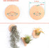 MITIME Air Plants Holders-Real Wood Live Air Plant Holders.Rustic Air Plant Stand,Wall-mounted to save space.(Plants not included)(Mix Set of 6)...