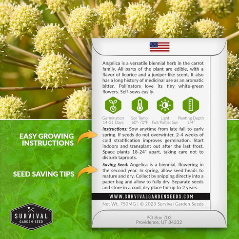 1 Pack Angelica Seeds for Planting with Instructions to Grow Medicinal Herb Angelica Archangelica Live Plants in Your Home Herb Garden - Non-GMO H...