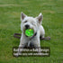 Leejec Dog Toys, 2.5" Interactive Light up Balls, Chew Toys for Medium & Small breed, Rubber Durable Fetch Training Balls, Pet Birthday Gift, 3-Pa...