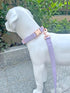 Dog Collar and Leash Set.Soft and Easy to clean vegan Leather with Rose Gold Metal Buckle for Small Medium Large Dogs (Light Purple, M(13.8"-19.7"...