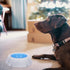 LUOZZY Kitten Bowl Pet Cooler Bowl Dog Frosty Water Bowl for House Summer Pet Drinking Bowl (Blue)...