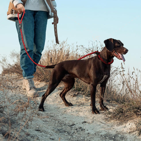 TwoEar Dog Leash Dog Slip Rope Leash 1/2" x 6FT Dog Training Leash Heavy Duty Strong Slip Lead Highly Reflective Threads for Small Medium and Larg...