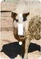 3dRose lsp_189017_1 Mangalitsa Pig, Hungary, Eastern Europe Toggle Switch...
